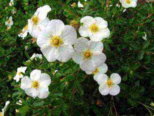 Potentilla ปลูกและดูแลในทุ่งโล่งในเทือกเขาอูราล