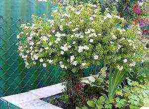 Potentilla planting and care in the open field in the Urals