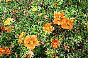 Potentilla planting and care in the open field in the Urals