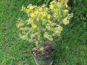 Potentilla planting and care in the open field in the Urals