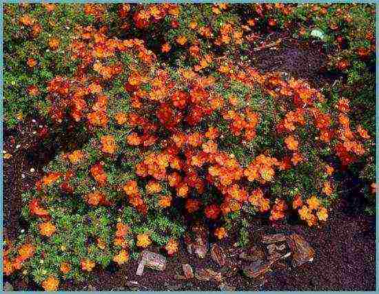 Potentilla planting and care in the open field in the Urals