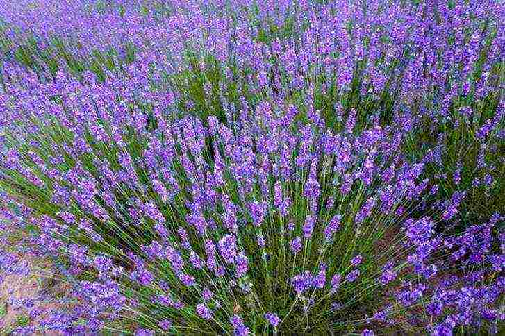 lavender planting and care in the open field in the south of russia