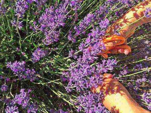 lavender planting and care in the open field in the south of russia