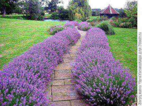 lavender planting and care in the open field in the south of russia