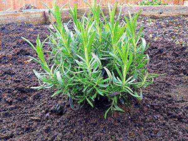 lavender planting and care in the open field in the south of russia