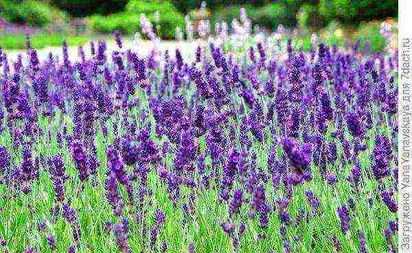 lavender planting and care in the open field in the south of russia