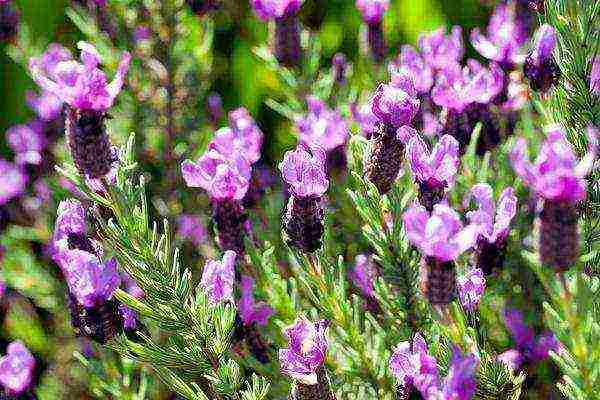 lavender planting and care in the open field in the south of russia