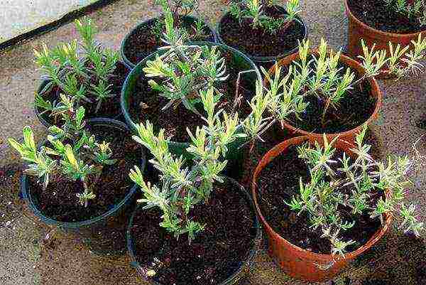 lavender planting and care in the open field for the winter