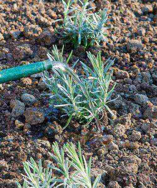 lavender planting and care in the open field for the winter