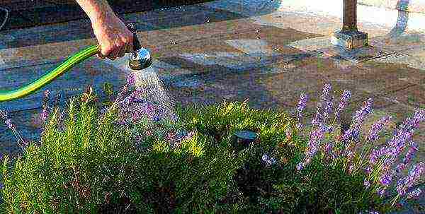 lavender planting and care in the open field for the winter