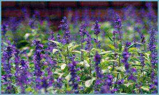 lavender planting and care in the open field for the winter