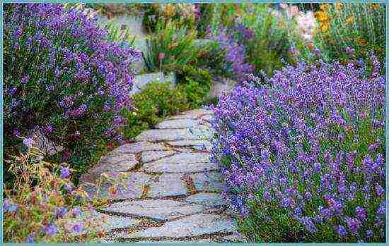 lavender planting and care in the open field for the winter