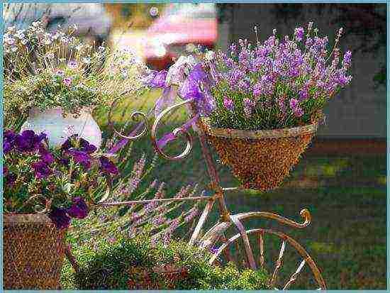 lavender planting and care in the open field for the winter