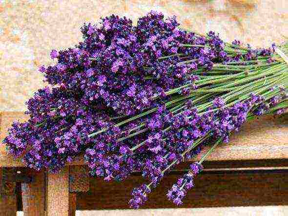 lavender planting and care in the open field for the winter