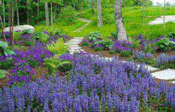 lavender planting and care in the open field for the winter