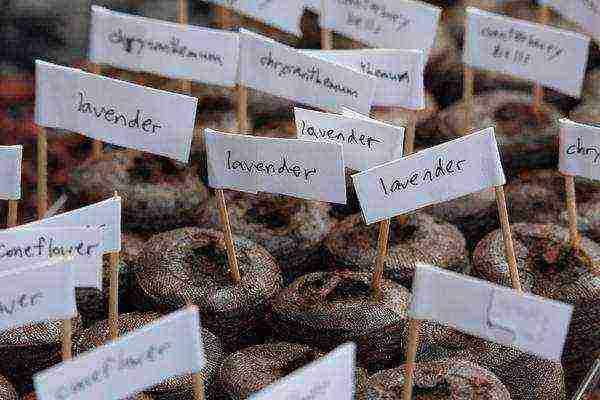 lavender planting and care in the open field for the winter