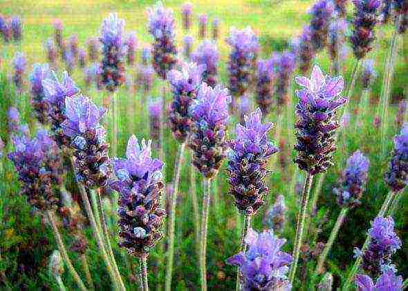 lavender planting and care in the open field for the winter