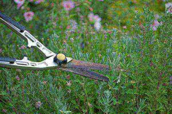 lavender planting and care in the open field for the winter