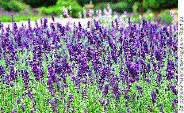 lavender planting and care in the open field for the winter