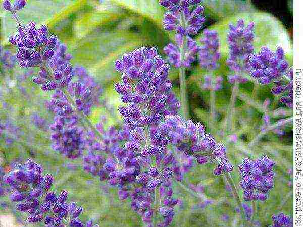 lavender planting and care in the open field for the winter