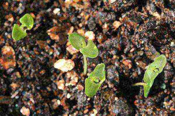 lavender planting and care outdoors in the black earth