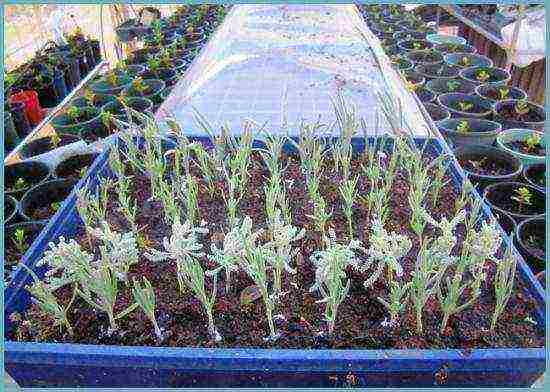 lavender planting and care outdoors in the black earth