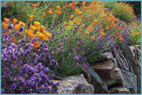 lavender planting and care outdoors in the black earth