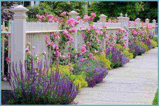 lavender planting and care outdoors in the black earth