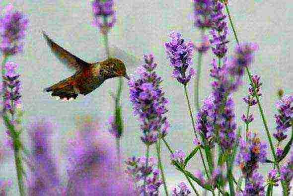 lavender planting and care outdoors in the black earth