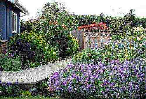 lavender planting and care outdoors in black soil