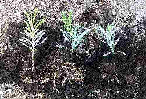 lavender planting and care outdoors in black soil