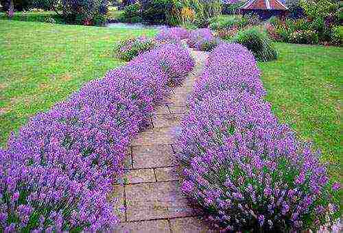 lavender planting and care outdoors in black soil
