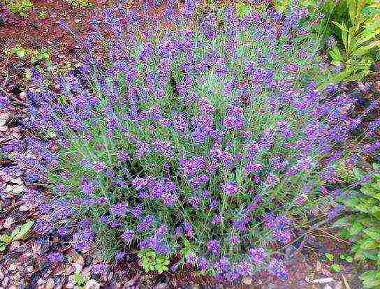 lavender planting and care in the open field in the leningrad region