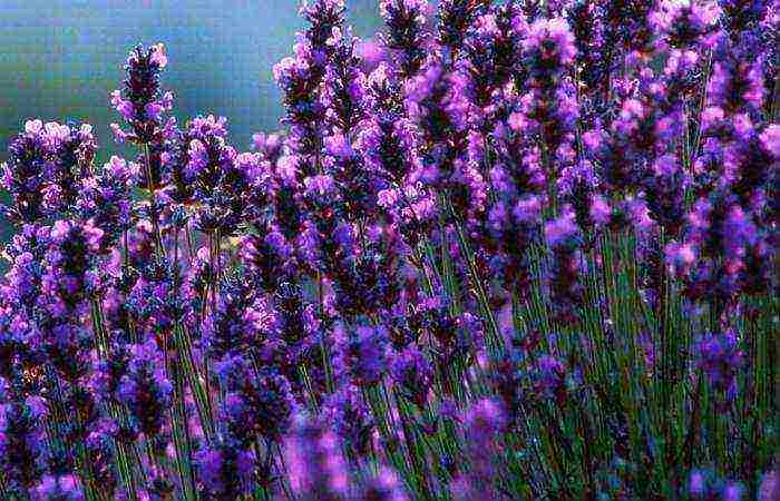 lavender planting and care in the open field in the leningrad region