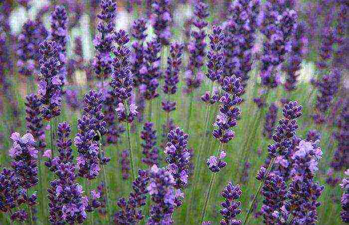 lavender planting and care in the open field in the leningrad region