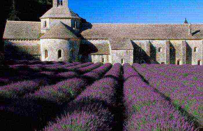 lavender planting and care in the open field in the leningrad region