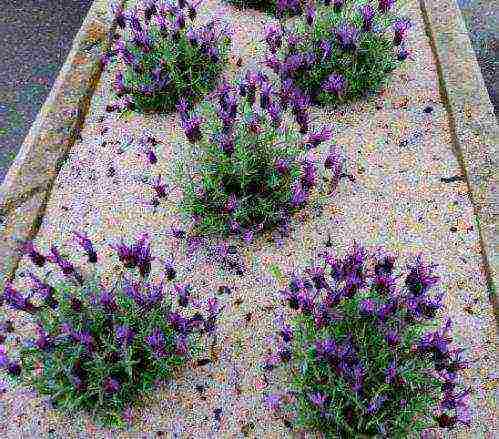 lavender planting and care in the open field in the leningrad region