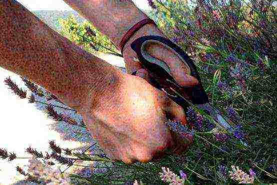 lavender planting and care in the open field in the leningrad region