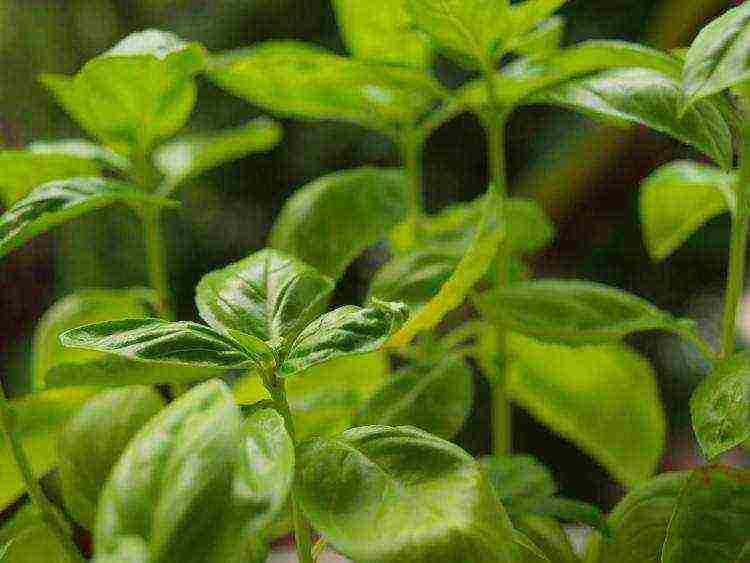 what medicinal plants can be grown at home