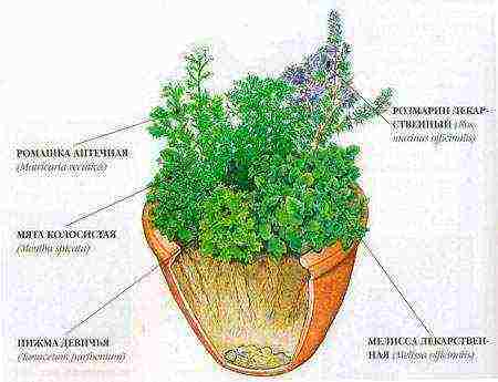 ما هي النباتات الطبية التي يمكن زراعتها في المنزل