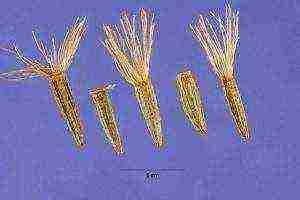 liatris spikelet alba การปลูกและดูแลในทุ่งโล่ง