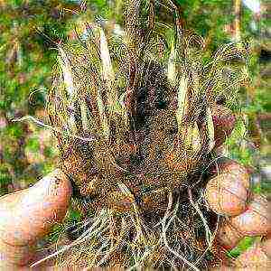 liatris spikelet alba planting and care in the open field