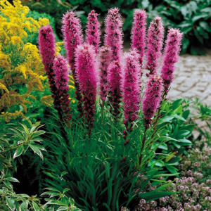 liatris spikelet alba planting and care in the open field