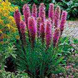 liatris spikelet alba planting and care in the open field