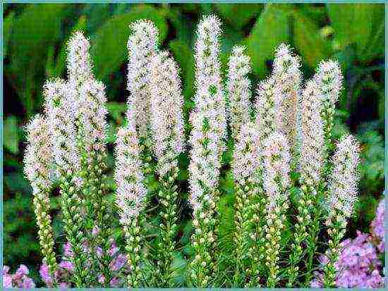 liatris spikelet alba การปลูกและดูแลในทุ่งโล่ง