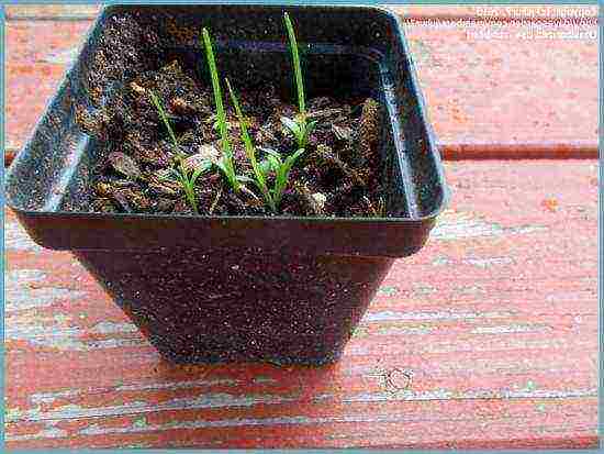 liatris spikelet alba planting and care in the open field