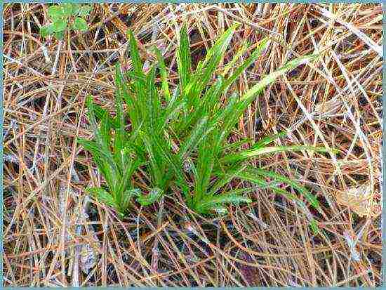 liatris spikelet alba زراعة ورعاية في الحقل المفتوح