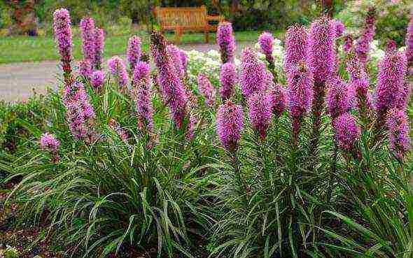 liatris spikelet alba การปลูกและดูแลในทุ่งโล่ง