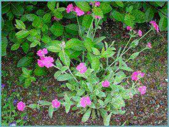 lyhnis maltese cross planting and care in the open field