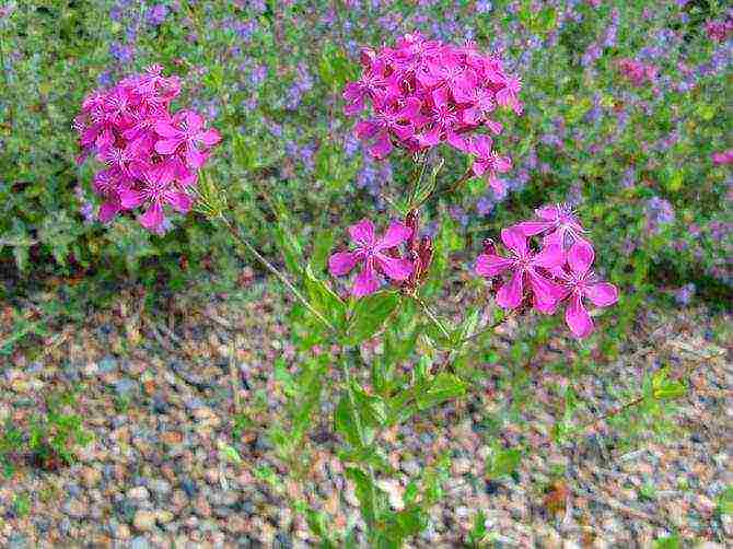 lyhnis maltese cross planting and care in the open field